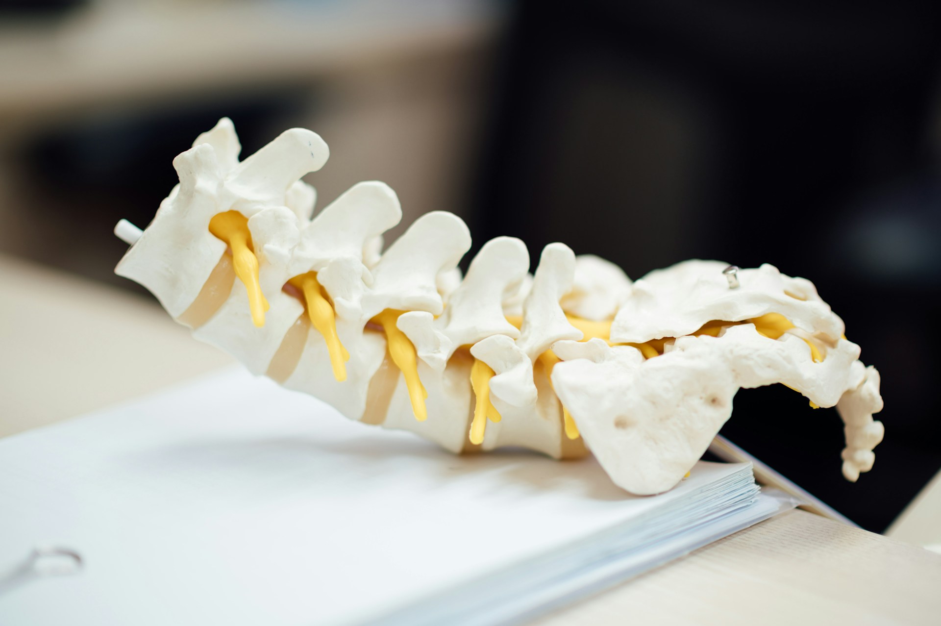 Human vertebrae